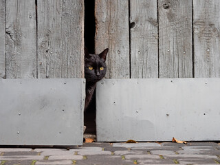 black cat in the doors