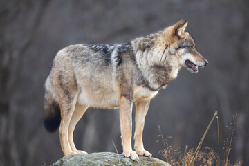 Naklejka na ściany i meble Portrait of a large male grey wolf standing on a rock in the forest