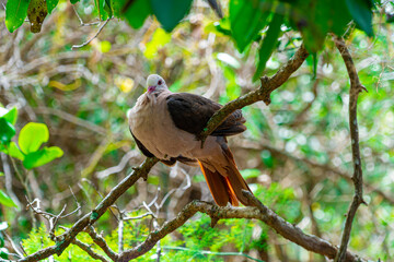 Mauritian pink pigeon perched nesting in dense forest foliage showing pink chest and tail feathers