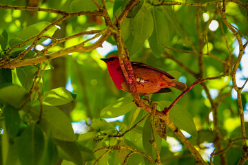 Mauritian red fody native bord wildlife perched and nesting in dense forest foliage showing red chest and green tail feather