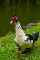 Mauritian muscovy duck native bird showing red markings and black white and grey striped chest and tail feathers