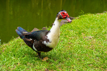 Mauritian muscovy duck native bird showing red markings and black white and grey striped chest and tail feathers