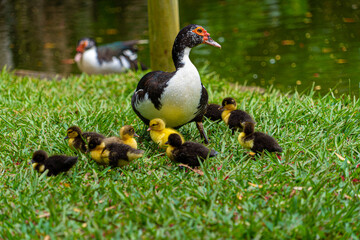 Mauritian muscovy ducklings native bird showing red markings and black white yellow and grey striped chest and tail feathers