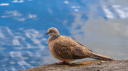 Mauritian spotted dove native bird showing black white yellow and grey striped spotted chest and tail feathers