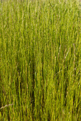 Lolium multiflorum, Parque Biológico de Gaia. Green grass background.