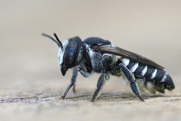 Closeup on a female Small Centaurea Leafcutter bee , Megachile apicalis form Southern France sitting on a piece of wood