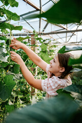 Teen smiling caucasian girl wearing plaid shirt harvesting fresh ripe green cucumbers in greenhouse in sunny day. Gardening in countryside