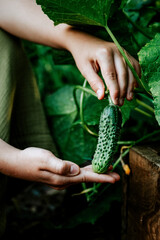 Close up of unrecognizable caucasian girl's hands holding green ripe fresh cucumber in wooden bad in greenhouse. Eco organic gardening in countryside