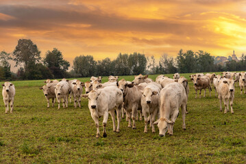 Fassona breed cows grazing on the countryside of the Italian Po valley at sunset with colorful cloudy sky in Fossano, province of Cuneo, Piedmont, Italy