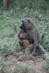 baboon sitting on the ground