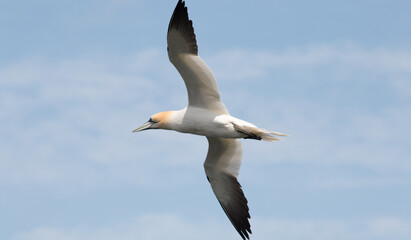 Northern Gannet