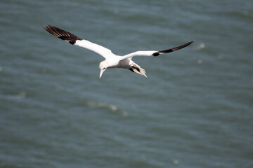 Northern Gannet