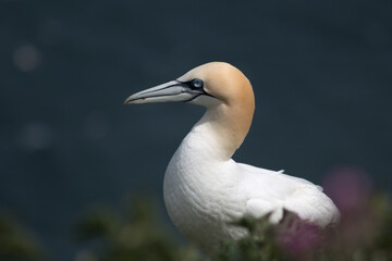 Northern Gannet