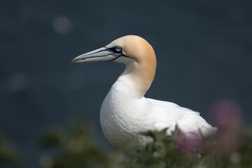 Northern Gannet