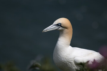 Northern Gannet