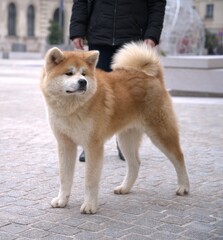 jeune akita inu en ville