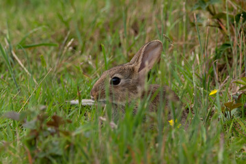 A young, wild rabbit peering through the grass. Lapin.