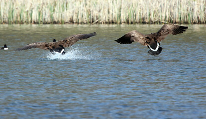 Rear view of Canada Geese landing on a lake, Derbyshire England
