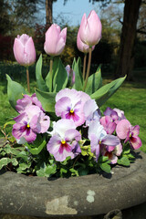 Sunlit pink Pansies and pink Tulip flowers, Derbyshire England
