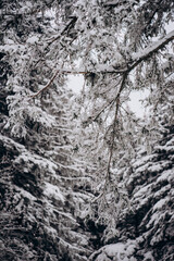 snow covered tree