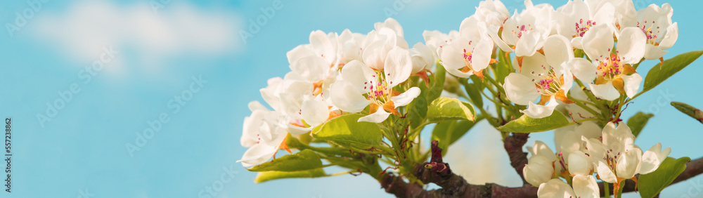 Fototapete close-up of flowering pear branch. spring outdoors from low angle view. web banner with copy space.