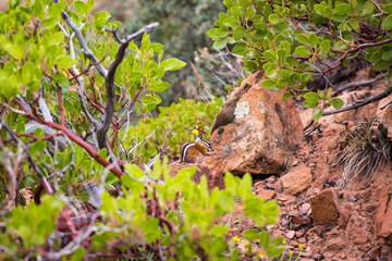 chipmunk eating on the top of a rock