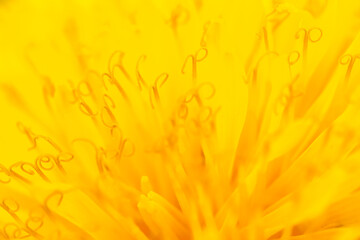Close-up macro shot of a yellow dandelion flower from a low angle of view.Selective focus.