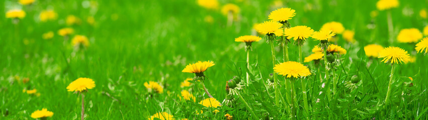 Close-up of yellow dandelion blossoms on a green meadow. Outdoors from low angle view. Web banner with copy space. - obrazy, fototapety, plakaty