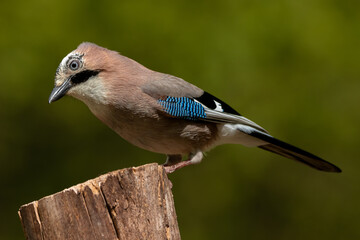 A Eurasian Jay (Garrulus glandarius) perched on a log. geai des ch&ecirc;nes
