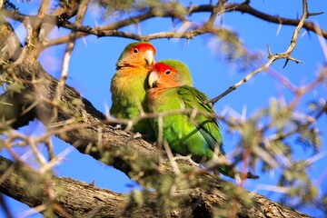 A couple of rosy-faced lovebird (Agapornis roseicollis), also known as the rosy-collared or peach-faced lovebird. Wildlife in Namibia.