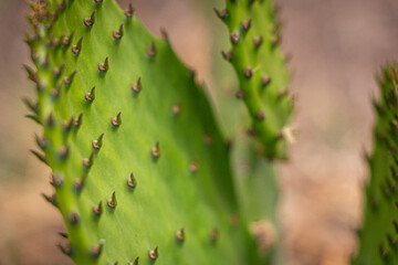 Nopal 2
