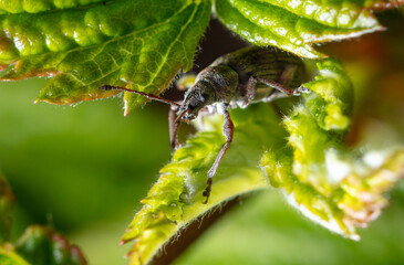 Beetle on a branch of a plant in nature.