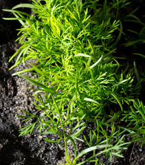 Young green dill grows in the ground.