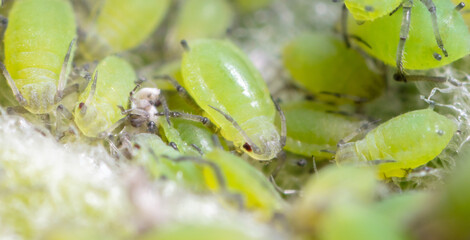 Small green aphids on a tree leaf.