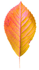 Autumn leaf from a tree isolated on a white background.