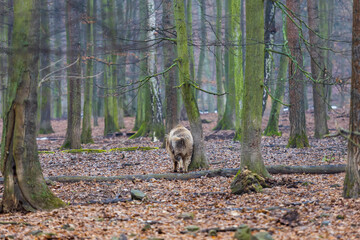 Wild boar - Sus scrofa - in the forest and by the in its natural habitat. Photo of wild nature.