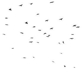Flock of raven birds isolated on white