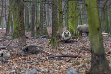Wild boar - Sus scrofa - in the forest and by the in its natural habitat. Photo of wild nature.
