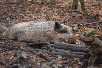 Wild boar - Sus scrofa - in the forest and by the in its natural habitat. Photo of wild nature.