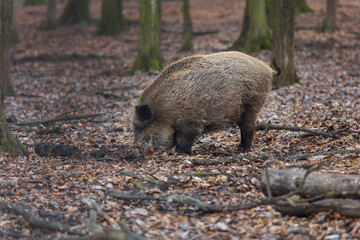 Wild boar - Sus scrofa - in the forest and by the in its natural habitat. Photo of wild nature.