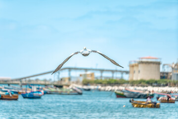 a seagull flies over the ocean near a fishing port