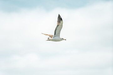 seagull flies in the blue sky