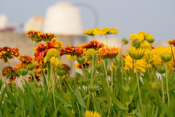 Close up image of yellow and dark red sun flowers with dense green leaves