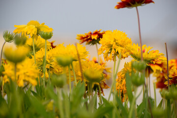 Close up image of yellow and dark red sun flowers with dense green leaves