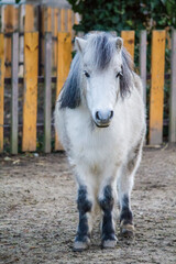 Sad white pony in winter paddock