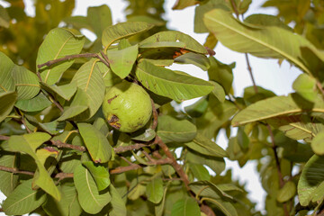 Lush green tree with Guava fruits