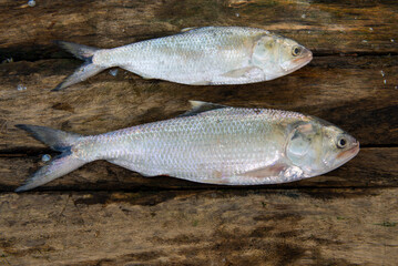 The Indian  Hilsa shad