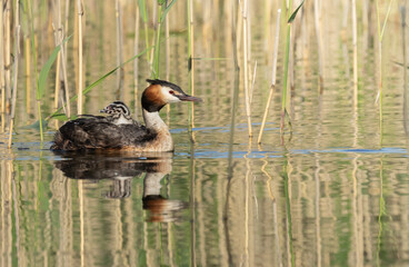 Great Crested Grebe carrying babies on its back 