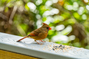 bird on a fence rail