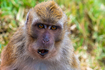 Mauritius grand bassin macaque monkey close up head and shoulders low level view